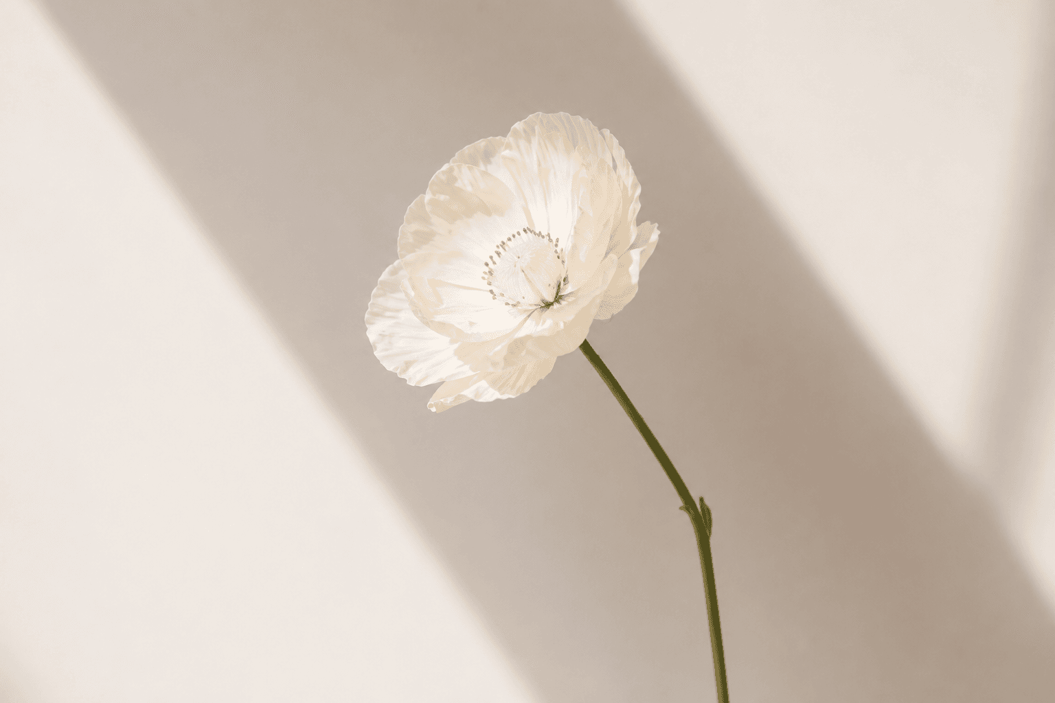 Visual Campaign — The Issue № partnership format